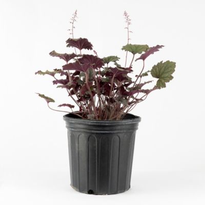DeGroot 2 gal. Frosted Violet Coral Bells Heuchera Plant