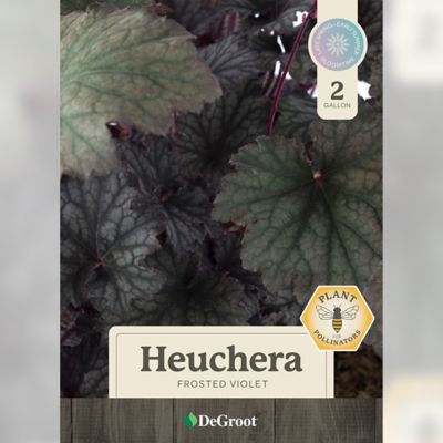 Image showing  2 gal. Frosted Violet Coral Bells Heuchera Plant