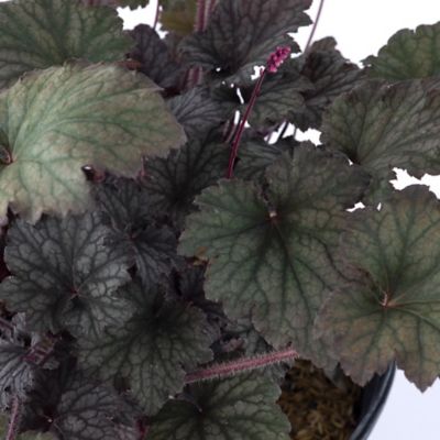 Image showing  2 gal. Frosted Violet Coral Bells Heuchera Plant