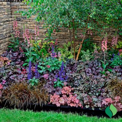 Image showing  2 gal. Frosted Violet Coral Bells Heuchera Plant