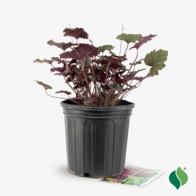 Image showing  2 gal. Frosted Violet Coral Bells Heuchera Plant