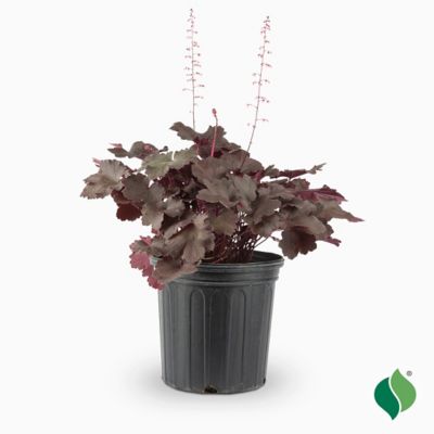 DeGroot 2 gal. Magma Coral Bells Heuchera Plant