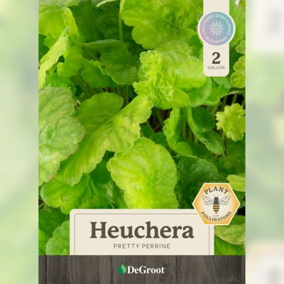 Image showing  2 gal. Pretty Perrine Coral Bells Heuchera Plant