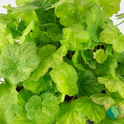 Image showing  2 gal. Pretty Perrine Coral Bells Heuchera Plant