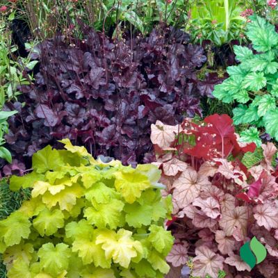 Image showing  2 gal. Pretty Perrine Coral Bells Heuchera Plant