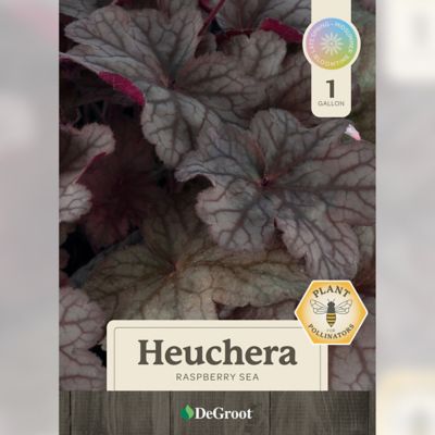 Image showing  2 gal. Raspberry Sea Coral Bells Heuchera Plant