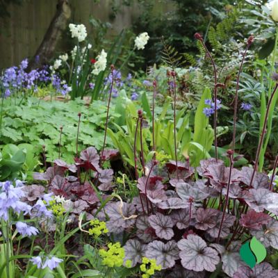 Image showing  2 gal. Raspberry Sea Coral Bells Heuchera Plant