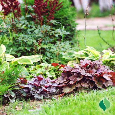 Image showing  2 gal. Raspberry Sea Coral Bells Heuchera Plant