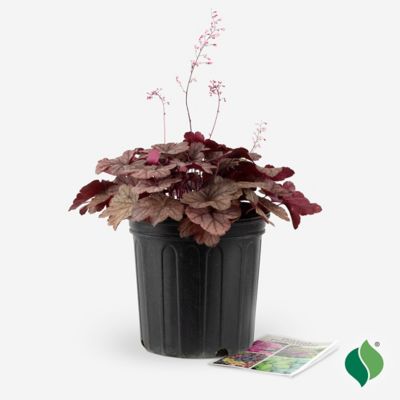 Image showing  2 gal. Raspberry Sea Coral Bells Heuchera Plant