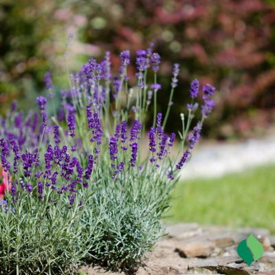 Image showing  2 gal. Potted Purple Sensational! Lavender Plant