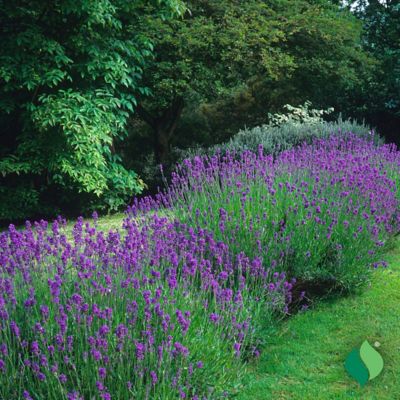 Image showing  2 gal. Potted Purple Sensational! Lavender Plant