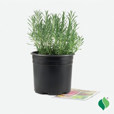 Image showing  2 gal. Potted Purple Sensational! Lavender Plant