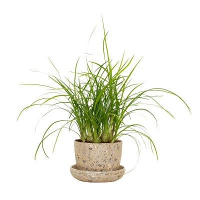 National Plant Network 3 in. Recycled Planter - Latte Color with 2 in. Ponytail Palm - 1 Piece, TSC4600