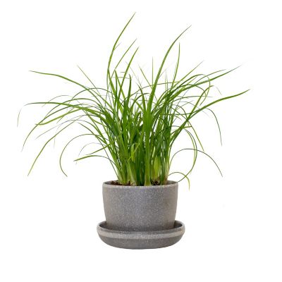 National Plant Network 3 in. Recycled Planter - Charcoal Color with 2 in. Ponytail Palm - 1 Piece