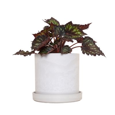 National Plant Network 7 in. Stonewash Recycled Planter with Saucer and 6  in. Begonia Dino Black Sky - 1 Piece at Tractor Supply Co.