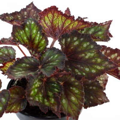 National Plant Network 7 in. Stonewash Recycled Planter with Saucer and 6  in. Begonia Dino Black Sky - 1 Piece at Tractor Supply Co.