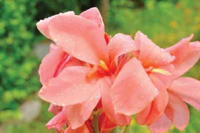 Image showing  Coral Miss Oklahoma Canna Lily Plants, 2 pc.