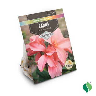 Image showing  Coral Miss Oklahoma Canna Lily Plants, 2 pc.