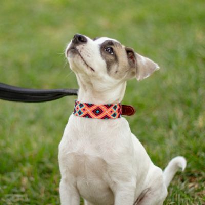 Image showing  Root Hand-Knitted Leather Pet Collar, Small