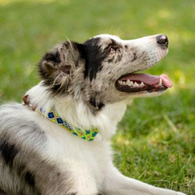 Image showing  Root Hand-Knitted Leather Pet Collar