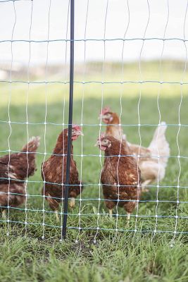 Image showing  42 in. x 82 ft. Standard Electric Poultry Netting