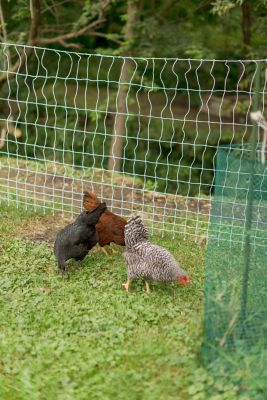 Image showing  48 in. x 82 ft. Electric Poultry Netting All-in-1 A/C Kit