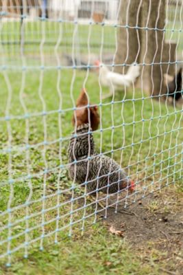 Image showing  48 in. x 82 ft. Electric Poultry Netting All-in-1 A/C Kit