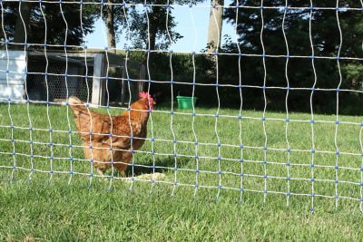 Starkline 48 In. X 100 Ft. Premium Plus+ Electric Poultry Netting At ...