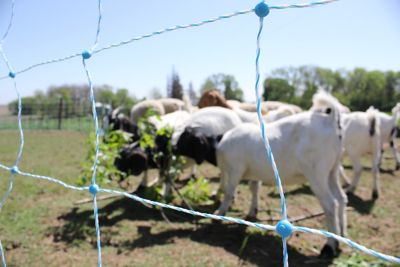 Image showing  42 in. x 164 ft. All-Purpose Utility Positive/Negative Electric Goat and Sheep Net Fencing