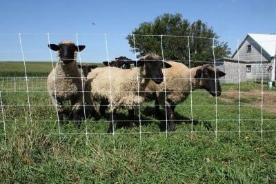 Image showing  35 in. x 164 ft. Premium Sheep Netting All-in-1 A/C Kit