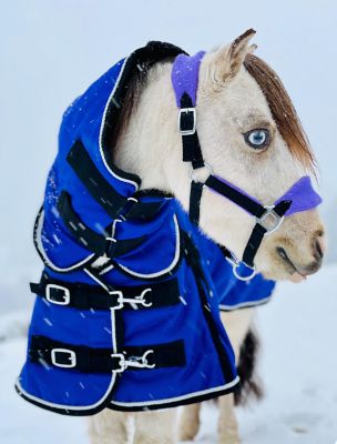 Image showing 4 th Star Point Horsemanship 1200D Waterproof Hooded Horse Blanket, Mediumweight, 220g
