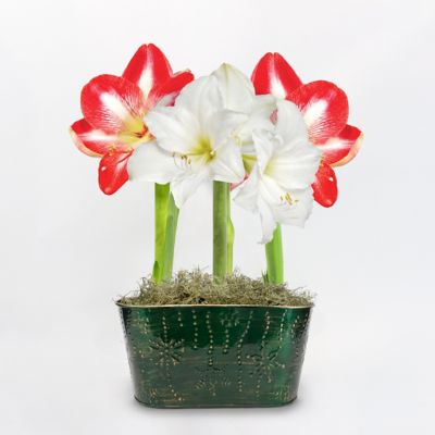 DeGroot Potted White Amaryllis Striped Plant Trio with Green Holiday Tin Pot, 4 pc.