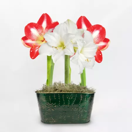 DeGroot Amaryllis Striped and White Plant Trio with Holiday Green Tin Pot Annuals