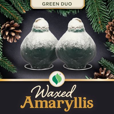 DeGroot Waxed Amaryllis Green Plant Duo