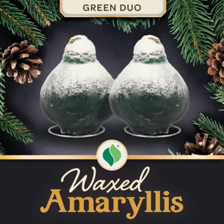 DeGroot Waxed Amaryllis Green Plant Duo Annuals