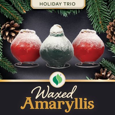 DeGroot Waxed Amaryllis Holiday Trio Plants, 3 pc.