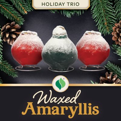 DeGroot Waxed Amaryllis Holiday Trio Plant