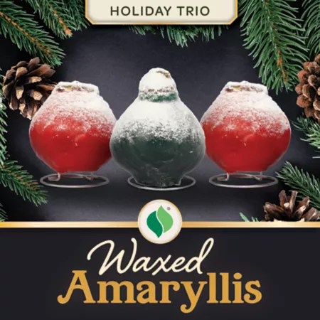 DeGroot Waxed Amaryllis Holiday Trio Plant Annuals