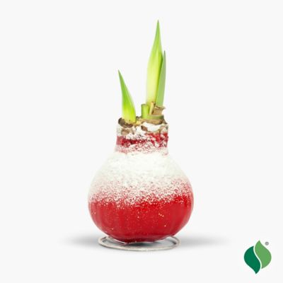 Image showing  Waxed Amaryllis Holiday Trio Plants, 3 pc.