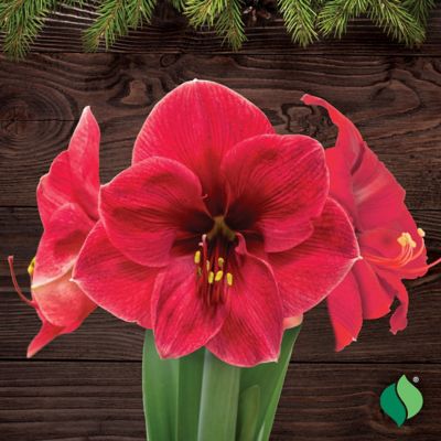 Image showing  Waxed Amaryllis Holiday Trio Plants, 3 pc.