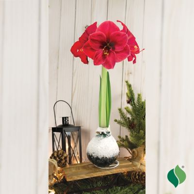 Image showing  Waxed Amaryllis Holiday Trio Plants, 3 pc.