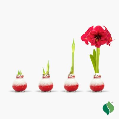 Image showing  Waxed Amaryllis Holiday Trio Plants, 3 pc.