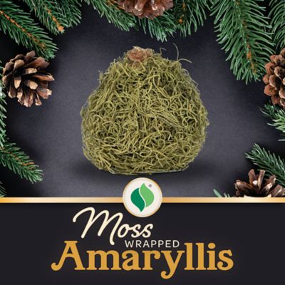 DeGroot Moss-Wrapped Amaryllis Plant