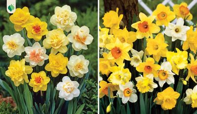 DeGroot Sunburst Daffodil Bulb Mix, 12-Pack