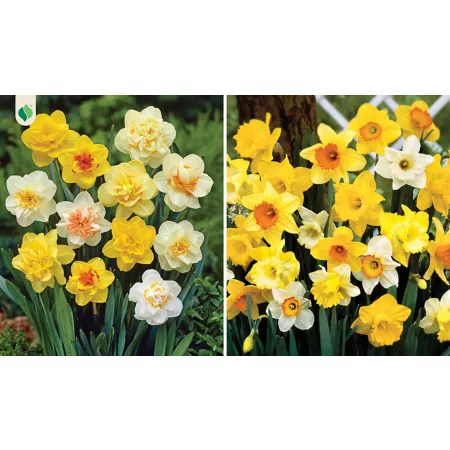 DeGroot Sunburst Daffodil Bulb Mix 12 Pack Perennials