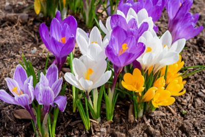 DeGroot Everything Crocus Bulb Mix, 12 pc.