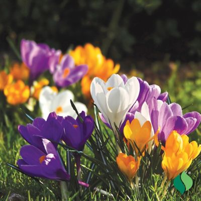Image showing  Everything Crocus Bulb Mix, 12 pc.