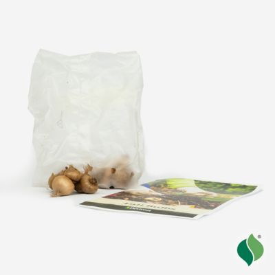 Image showing  Everything Crocus Bulb Mix, 12 pc.