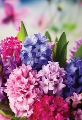 DeGroot Berry Hyacinth Bulb Mix, 12-Pack