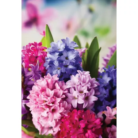 DeGroot Hyacinth Bulb and Berry Blend 12 Pack Perennials